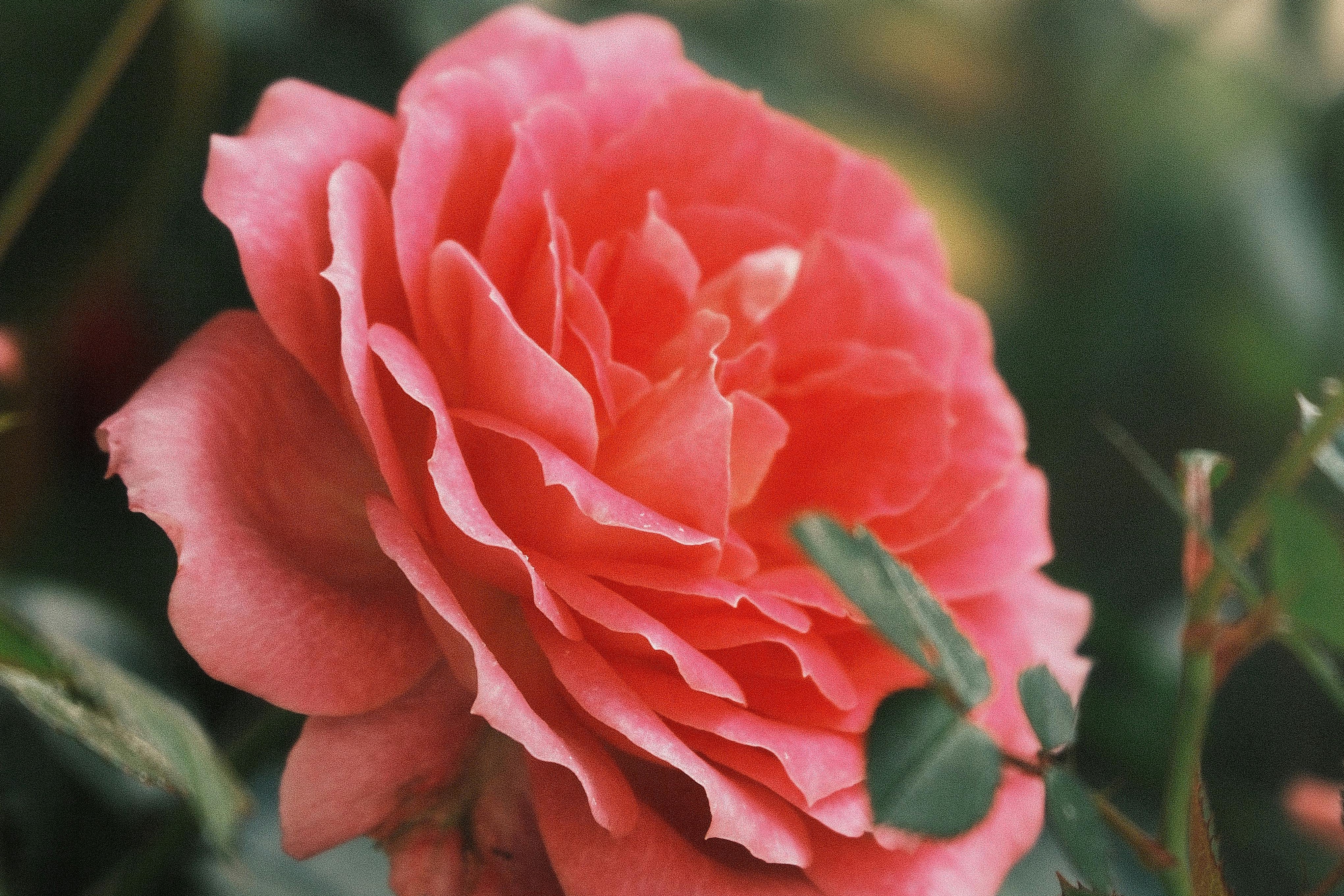 laurel leaves natural